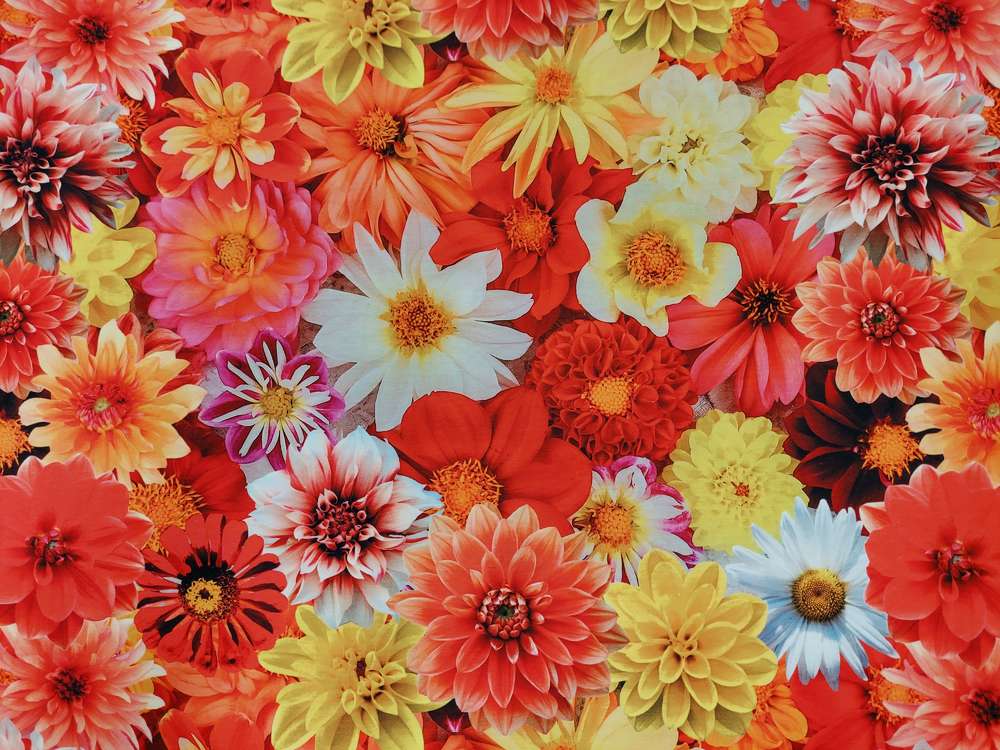 Katoenen Lycra Kleurige Dahlia's Soys Kantjeboord