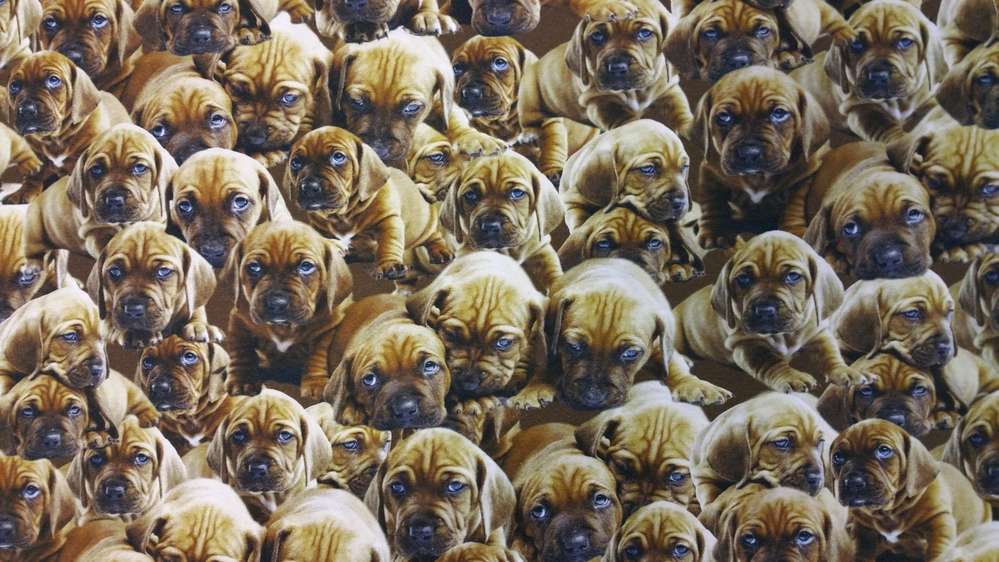 Katoenen Lycra Puppy's Soys Kantjeboord