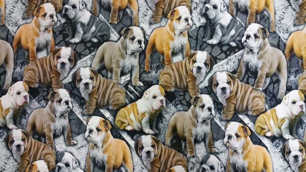 Katoenen Lycra Bulldogs Soys Kantjeboord