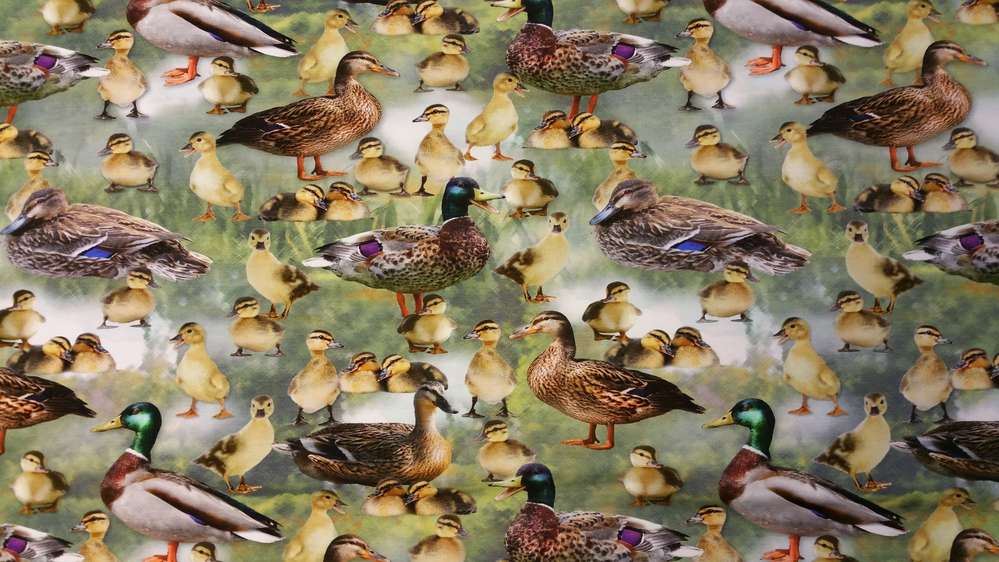 Katoenen Lycra Eendjes Soys Kantjeboord
