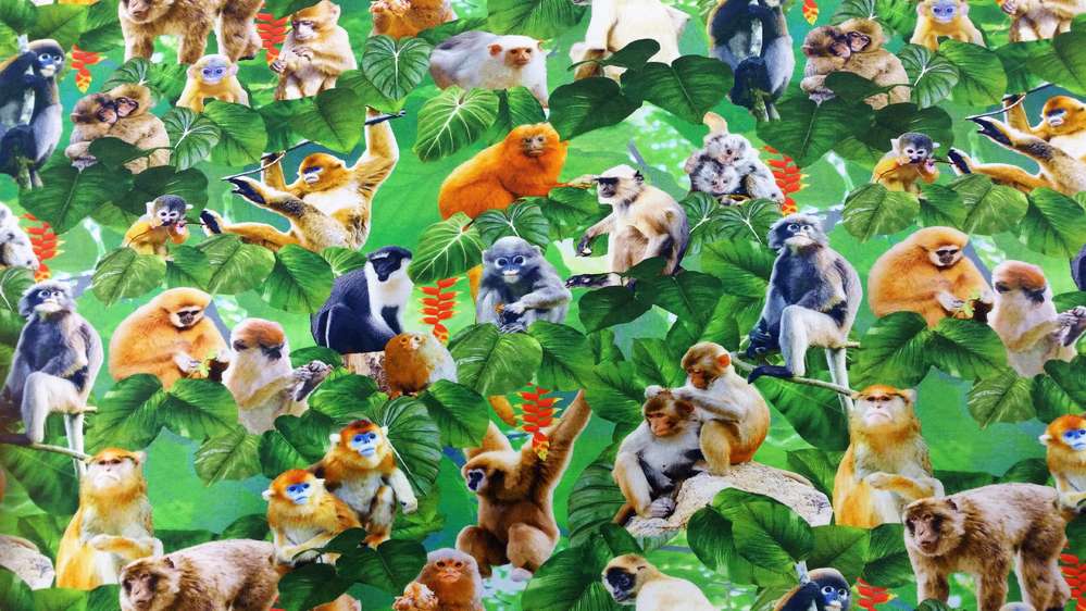 Katoenen Lycra Jungle Aapjes Soys Kantjeboord