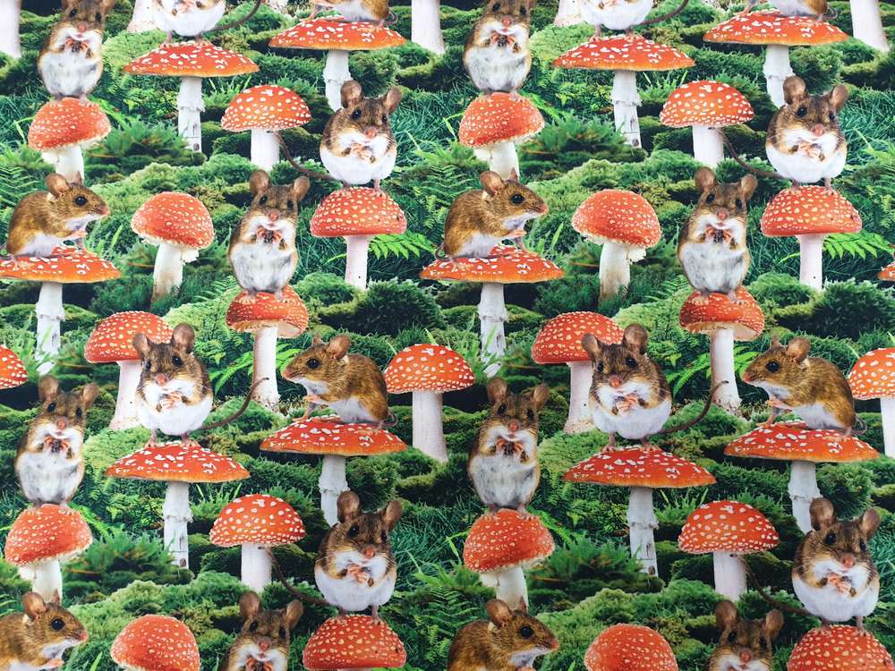 Katoenen Lycra Katjes en Paddenstoelen Soys Kantjeboord