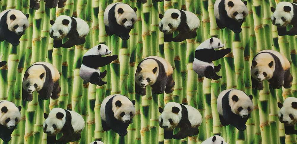 Katoenen Lycra Panda's in Bamboe Soys Kantjeboord