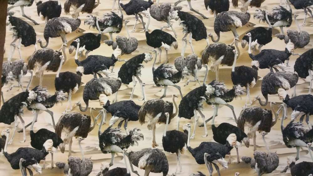Katoenen Lycra Struisvogels Soys Kantjeboord