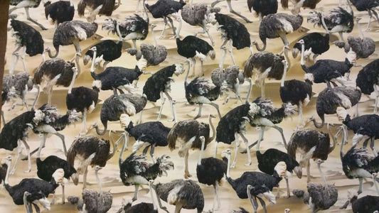 Katoenen Lycra Struisvogels Soys Kantjeboord